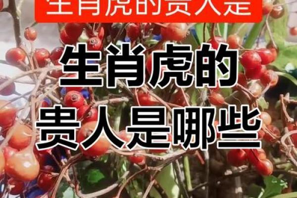 生肖虎-算命的说, 你天生就是富 贵命, 命里带财, 儿女成才, 平安顺遂!