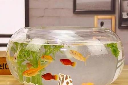 办公室风水鱼缸的摆放禁忌 鱼的数目也是有讲究的