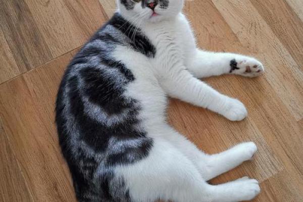 美短八字 美短八字