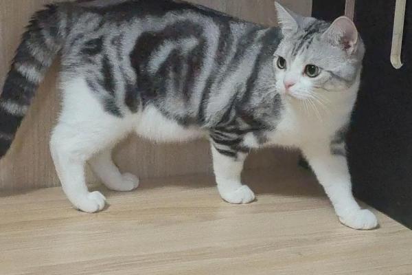 美短八字 美短八字