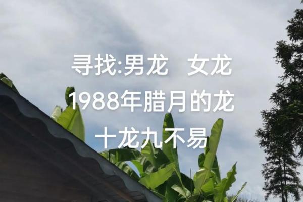 属龙的今年多大了1988年出生的 1988年属龙人2023年12月年龄解析与运势指南 属龙的今年多大了1988年出生的 1988年属龙人2023年12月年龄解析与运势指南