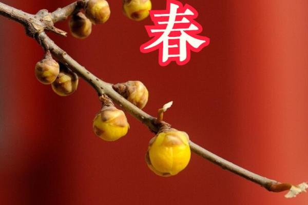 2021年立春是几点 2021年立春是几点