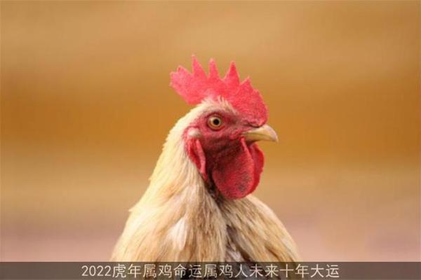 2005属鸡女孩的命运 2005属鸡女孩命运解析未来运势与人生转折点 2005属鸡女孩的命运 2005属鸡女孩命运解析未来运势与人生转折点