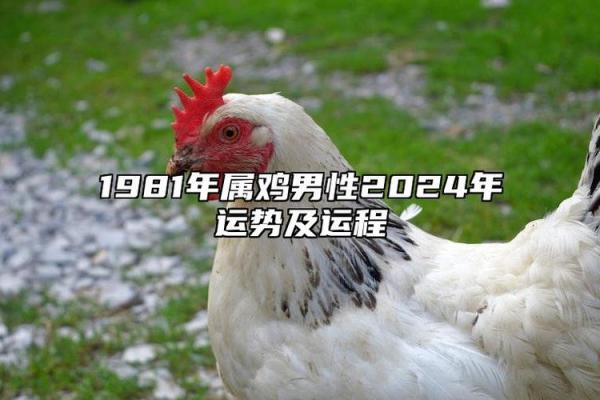 81年属鸡多大了_81年属鸡的是什么命