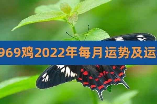 1969年属鸡2023年运势解析财运事业健康全揭秘