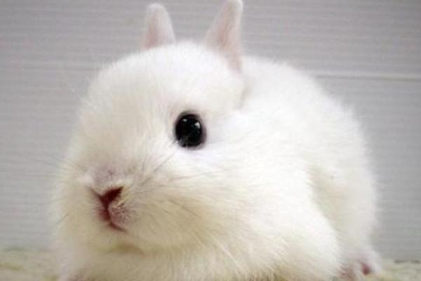 1987属兔37岁以后运气_1987属兔37岁后运势解析未来十年运程大揭秘 1987属兔37岁以后运气_1987属兔37岁后运势解析未来十年运程大揭秘