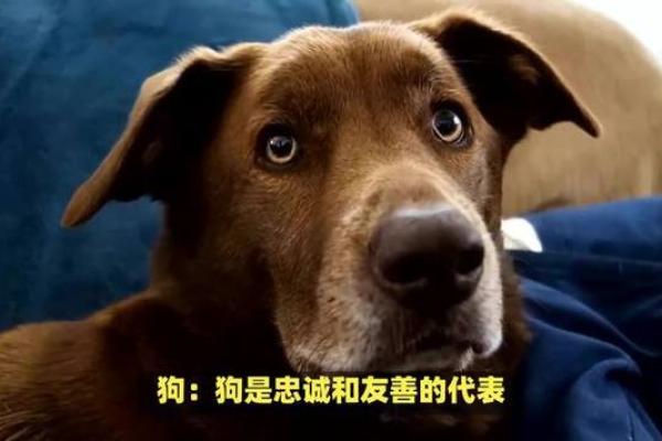 疯疯癫癫打一个生肖(疯疯癫癫打一个生肖动物)