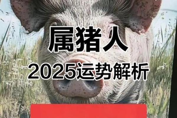 2025年属猪人财运大揭秘财富运势如何提升