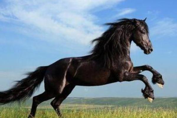 1978年属马今年多少岁_78年属马47岁2025劫难 1978年属马今年多少岁_78年属马47岁2025劫难