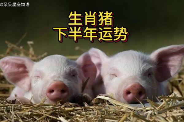 属猪人2026年全年运势及运程_95年属猪人2026年全年运势及运程