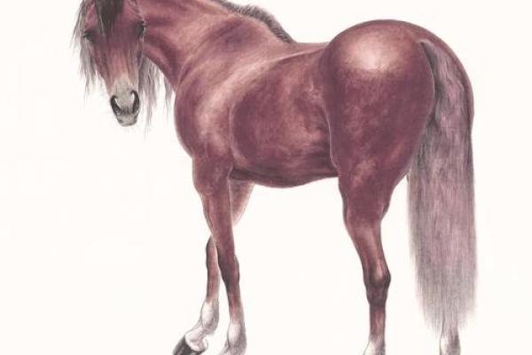 属马在2026年本命年运势如何 2026年属马本命年运势解析及注意事项