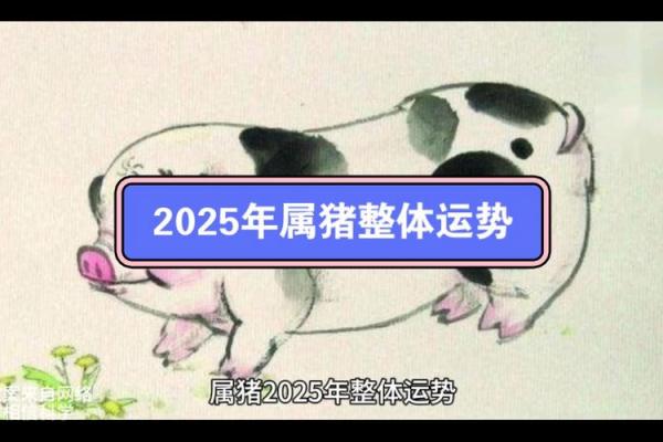 2025属猪的幸运色是什么颜色_2025年属猪幸运色揭秘哪种颜色最旺运