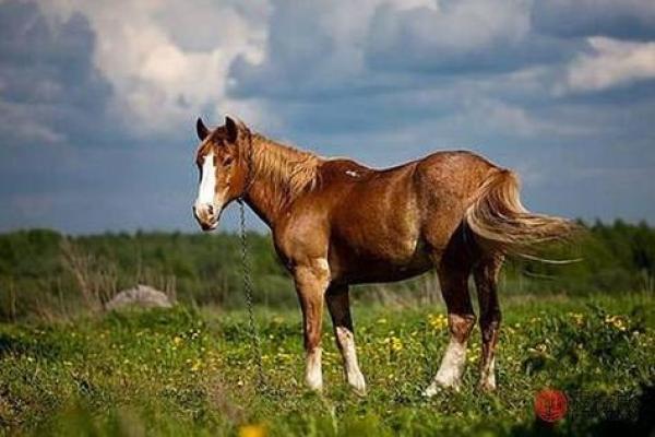 2026属马人是什么命_2026属马的属于什么命 2026属马人是什么命_2026属马的属于什么命