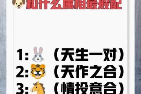 属狗和属鸡的婚姻如何_属狗和属鸡的婚姻如何化解