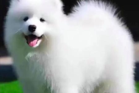 属狗的在2025年运势如何_1970属狗人2025年运势如何