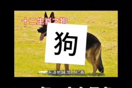 属狗2025年多大岁数了 属狗2025年运势及运程每月运程狗