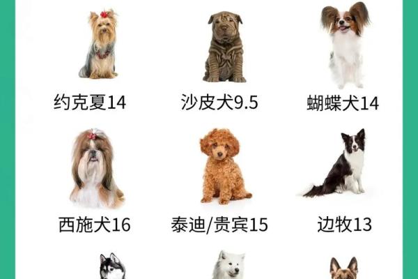 1970年属狗2025年运势如何 1970年狗的寿命有多长