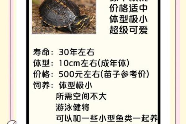 什么星座不适合养乌龟呢