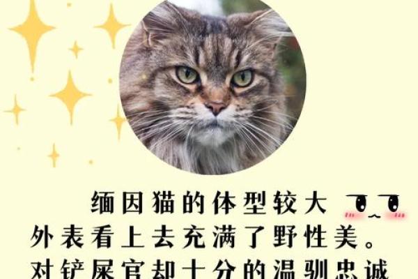 12星座最适合养猫的品种