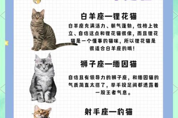 12星座最适合养猫的品种