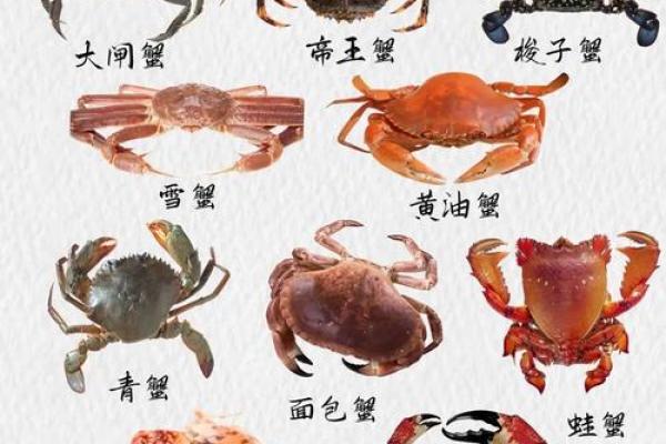 哪个星座喜欢吃螃蟹