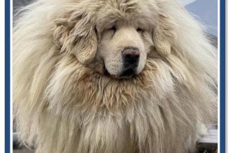 藏獒适合哪个星座养的