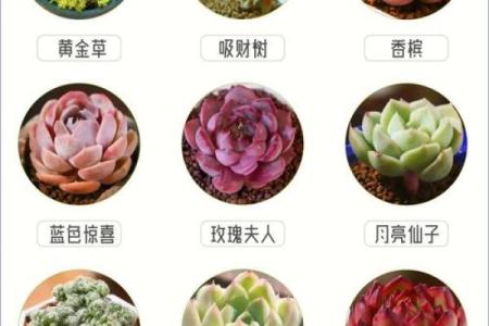 12星座适合种什么多肉