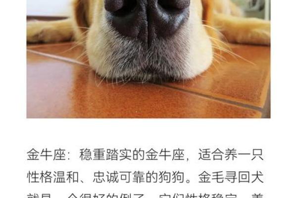 12星座谁最适合养什么狗呢