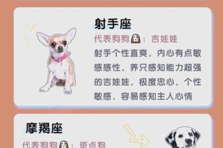 12星座谁最适合养什么狗呢