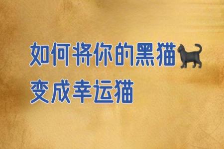 风水猫不请自来兆头寓意什么