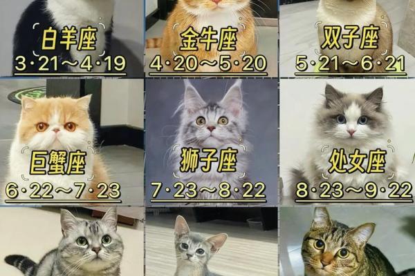 什么星座最适合白光莹