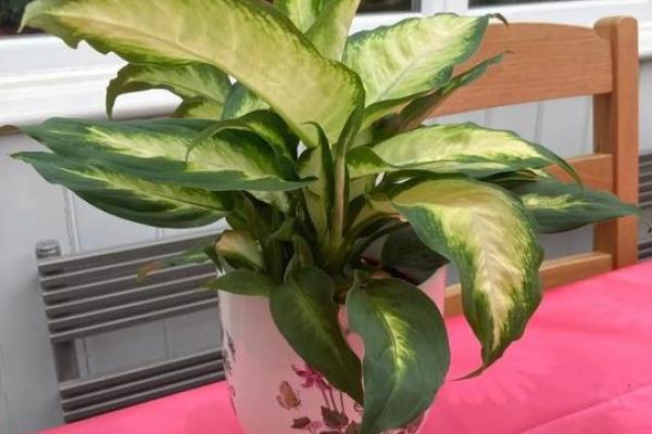 万年青 风水
