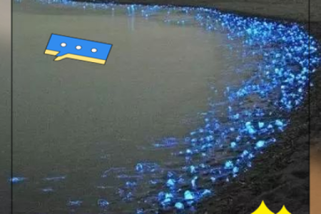 12星座喜欢哪种海洋动物