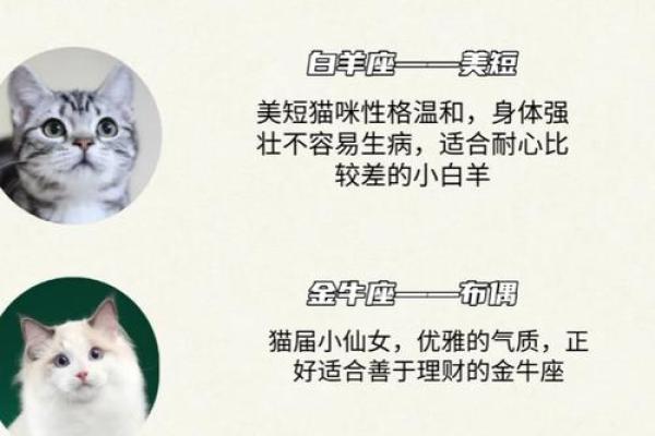 每个星座都有自己专属的猫吗