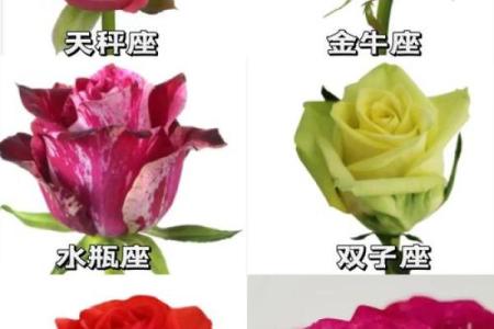 十二星座适合什么的花朵