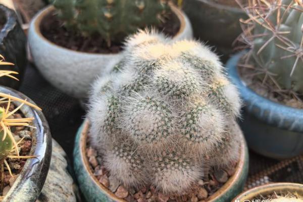 十二星座适合什么花最有灵性和灵性