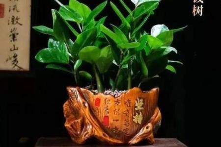 属鼠最有利的方位 属鼠最佳坐向是哪个