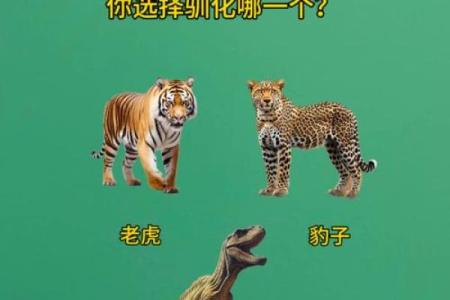 测试双方姻缘