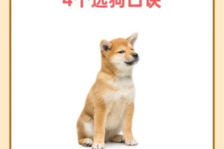 94年狗和94年狗是上等婚吗 两只94年生的狗配对算是高配婚姻吗