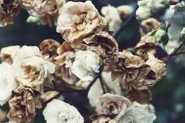 家有异相不可大意,风水在报警 家有异相不可大意,风水在报警