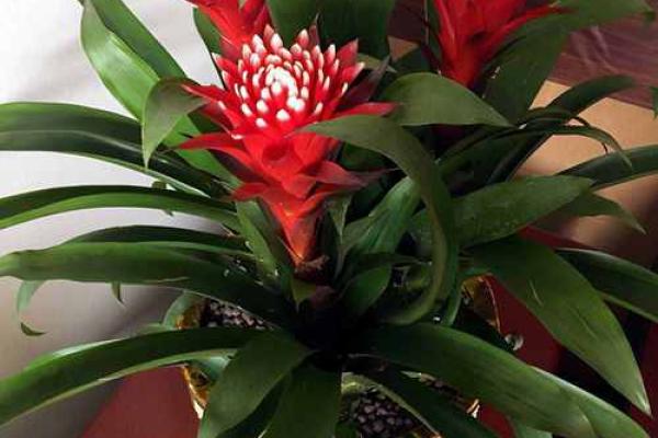 风水摆设_办公室摆放哪些东西旺运 风水摆设_办公室摆放哪些东西旺运