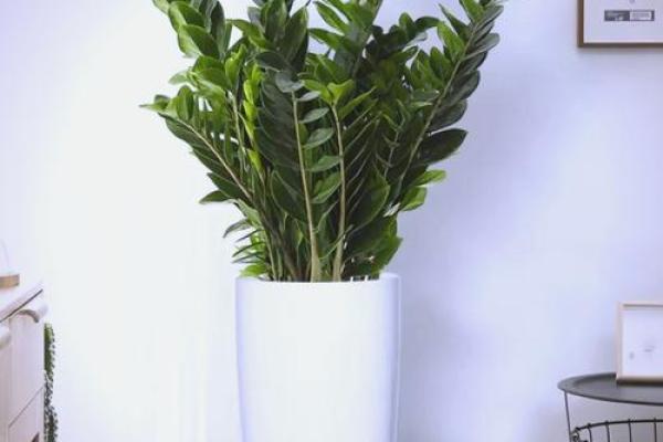 金钱木 风水