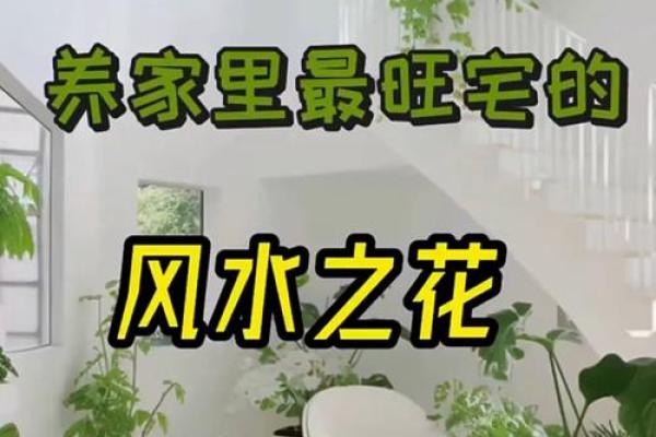 关于家庭适合养什么花对风水好