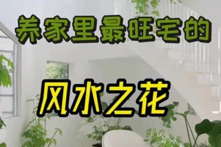 关于家庭适合养什么花对风水好