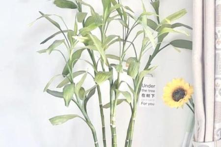 可以增旺宅运的家居风水装饰物有哪些？摆放有什么讲究！