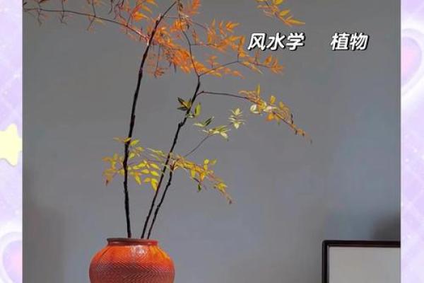 风水选择书房放什么植物好有助于学习氛围