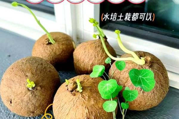 房子风水中乌龟串堂