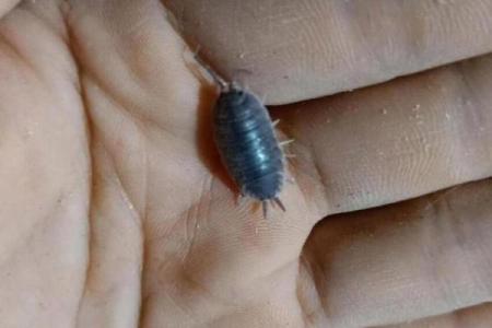 家里风水_家里突然出现多个潮虫是什么征兆