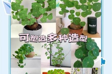 房子风水中乌龟串堂