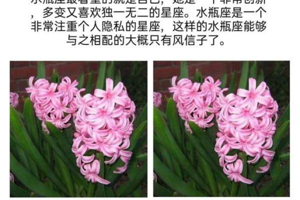 十二星座最合适的花